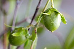 روغن اولدشیپ جوجوبا ۷۵ میل